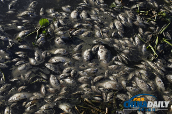 巴西奧林匹克公園近10噸魚死亡